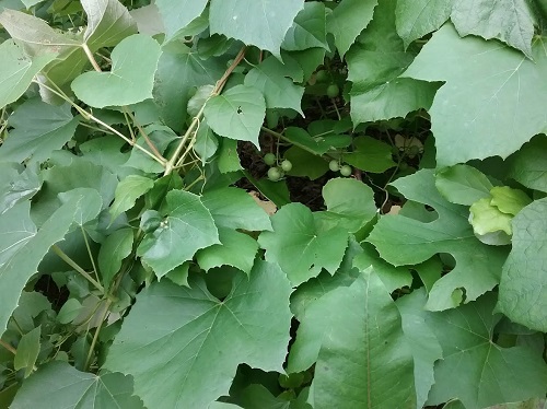 aConcord Grapes.jpg